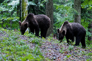 Ursus arctos (Ursidae)  - Ours brun, Ours  [Slovenie] 08/07/2019 - 970m