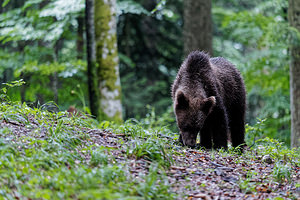 Ursus arctos (Ursidae)  - Ours brun, Ours  [Slovenie] 08/07/2019 - 970m