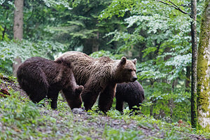 Ursus arctos (Ursidae)  - Ours brun, Ours  [Slovenie] 08/07/2019 - 970m