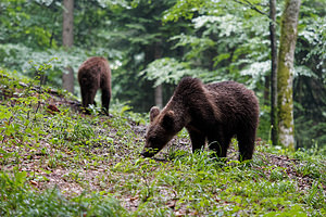 Ursus arctos (Ursidae)  - Ours brun, Ours  [Slovenie] 08/07/2019 - 970m