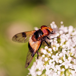 Volucella pellucens (Syrphidae)  - Volucelle à ventre blanc en devant Isere [France] 22/07/2019 - 900m