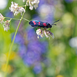 Zygaena filipendulae (Zygaenidae)  - Zygène du Pied-de-Poule, Zygène des Lotiers, Zygène de la Filipendule - Six-spot Burnet Belluno [Italie] 01/07/2019 - 1530m