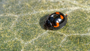 Exochomus quadripustulatus (Coccinellidae)  - Pine Ladybird Nord [France] 31/03/2020 - 40m