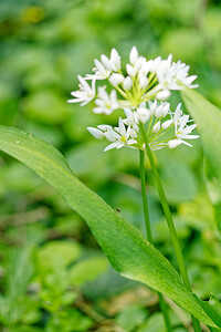 Allium ursinum (Amaryllidaceae)  - Ail des ours, Ail à larges feuilles - Ramsons Nord [France] 23/04/2020 - 40m