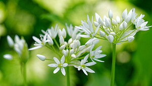 Allium ursinum (Amaryllidaceae)  - Ail des ours, Ail à larges feuilles - Ramsons Nord [France] 23/04/2020 - 40m