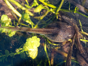 Alytes obstetricans (Alytidae)  - Alyte accoucheur, Crapaud accoucheur - Common Midwife Toad Nord [France] 11/04/2020 - 40m