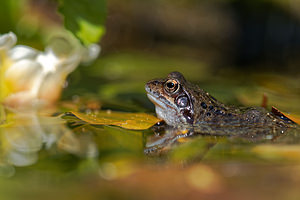 Rana temporaria (Ranidae)  - Grenouille rousse - Grass Frog Nord [France] 10/04/2020 - 40m