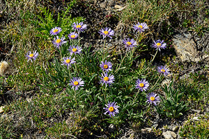 Aster alpinus (Asteraceae)  - Aster des Alpes Hautes-Alpes [France] 25/07/2020 - 2520m