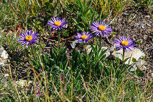 Aster alpinus (Asteraceae)  - Aster des Alpes Hautes-Alpes [France] 25/07/2020 - 2520m