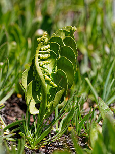 Botrychium lunaria (Ophioglossaceae)  - Botryche lunaire, Botrychium lunaire - Moonwort Hautes-Alpes [France] 25/07/2020 - 2650m