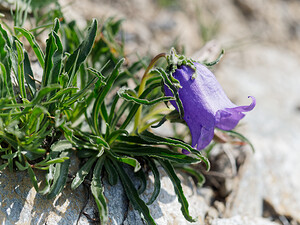 Campanula alpestris (Campanulaceae)  - Campanule alpestre, Campanule des Alpes, Campanule d'Allioni Savoie [France] 21/07/2020 - 2170m