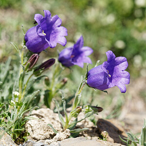 Campanula alpestris (Campanulaceae)  - Campanule alpestre, Campanule des Alpes, Campanule d'Allioni Hautes-Alpes [France] 25/07/2020 - 2530m