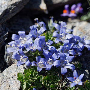 Campanula cenisia (Campanulaceae)  - Campanule du mont Cenis Savoie [France] 23/07/2020 - 2740m