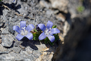 Campanula cenisia (Campanulaceae)  - Campanule du mont Cenis Savoie [France] 23/07/2020 - 2740m