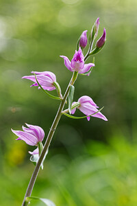 Cephalanthera rubra (Orchidaceae)  - Céphalanthère rouge, Elléborine rouge - Red Helleborine Savoie [France] 14/07/2020 - 1080m