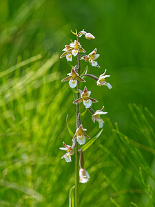 Epipactis palustris (Orchidaceae)  - Épipactis des marais - Marsh Helleborine Savoie [France] 11/07/2020 - 1020m