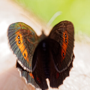 Erebia aethiops (Nymphalidae)  - Moiré sylvicole - Scotch Argus Isere [France] 18/07/2020 - 1150m