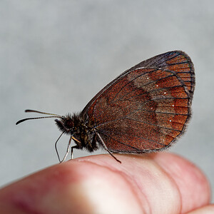 Erebia aethiops (Nymphalidae)  - Moiré sylvicole - Scotch Argus Isere [France] 18/07/2020 - 1150m