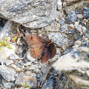 Erebia arvernensis (Nymphalidae)  - Moiré lustré, Moiré arverne Savoie [France] 22/07/2020 - 2010m