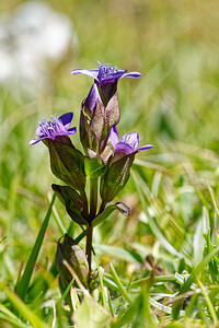 Gentianella campestris (Gentianaceae)  - Gentianelle des champs, Gentiane champêtre - Field Gentian Savoie [France] 20/07/2020 - 2130m