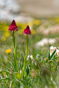 Gymnadenia nigra subsp. corneliana (Orchidaceae)  - Gymnadénie de Cornélia, Nigritelle de Cornélia, Nigritelle rose Hautes-Alpes [France] 25/07/2020 - 2650m