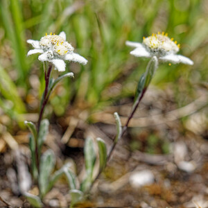 Leontopodium nivale (Asteraceae)  - Édelweiss des neiges - Edelweiss Savoie [France] 23/07/2020 - 2540m