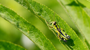 Miramella alpina (Acrididae)  - Miramelle alpestre Isere [France] 12/07/2020 - 1280m