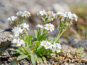Myosotis alpestris (Boraginaceae)  - Myosotis alpestre, Myosotis des Alpes - Alpine Forget-me-not Savoie [France] 19/07/2020 - 2800mpied ? fleurs blanches (elles sont habituellement bleues)