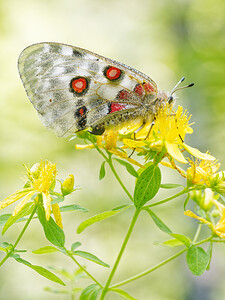 Parnassius apollo (Papilionidae)  - Apollon, Parnassien apollon - Apollo Savoie [France] 14/07/2020 - 1030m