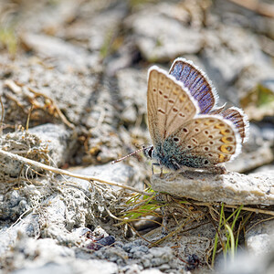 Plebejus idas (Lycaenidae)  - Azuré du Genêt, Argus sagitté, Bleu-violet, Idas Savoie [France] 22/07/2020 - 2010m