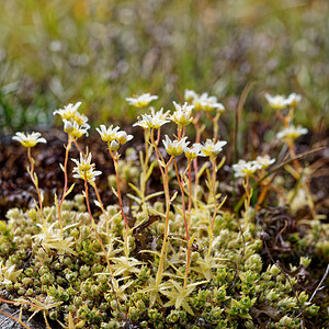 Saxifraga aspera (Saxifragaceae)  - Saxifrage rude Savoie [France] 17/07/2020 - 2150m