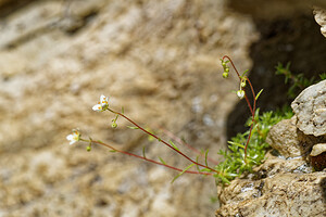 Saxifraga aspera (Saxifragaceae)  - Saxifrage rude Savoie [France] 23/07/2020 - 2220m