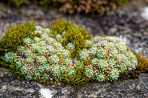 Saxifraga diapensioides (Saxifragaceae)  - Saxifrage fausse diapensie Savoie [France] 15/07/2020 - 1770m