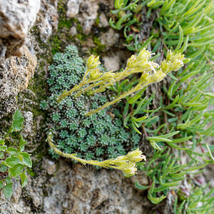 Saxifraga diapensioides (Saxifragaceae)  - Saxifrage fausse diapensie Savoie [France] 21/07/2020 - 2210m