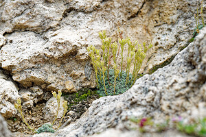 Saxifraga diapensioides (Saxifragaceae)  - Saxifrage fausse diapensie Savoie [France] 21/07/2020 - 2210m