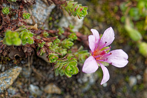 Saxifraga oppositifolia (Saxifragaceae)  - Saxifrage à feuilles opposées, Saxifrage glanduleuse - Purple Saxifrage Savoie [France] 15/07/2020 - 2760m