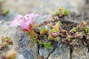 Saxifraga oppositifolia (Saxifragaceae)  - Saxifrage à feuilles opposées, Saxifrage glanduleuse - Purple Saxifrage Savoie [France] 15/07/2020 - 2770m