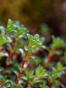 Saxifraga oppositifolia (Saxifragaceae)  - Saxifrage à feuilles opposées, Saxifrage glanduleuse - Purple Saxifrage Savoie [France] 17/07/2020 - 2320m