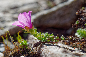 Saxifraga oppositifolia (Saxifragaceae)  - Saxifrage à feuilles opposées, Saxifrage glanduleuse - Purple Saxifrage Savoie [France] 19/07/2020 - 2780m