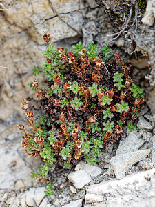 Saxifraga oppositifolia (Saxifragaceae)  - Saxifrage à feuilles opposées, Saxifrage glanduleuse - Purple Saxifrage Savoie [France] 21/07/2020 - 2210m