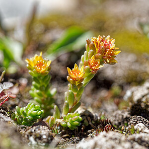 Sedum alpestre (Crassulaceae)  - Orpin alpestre, Orpin des Alpes Hautes-Alpes [France] 25/07/2020 - 2660m