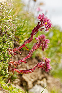 Sempervivum montanum (Crassulaceae)  - Joubarbe des montagnes - Mountain House-leek Savoie [France] 17/07/2020 - 2170m