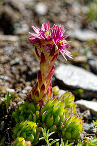 Sempervivum montanum (Crassulaceae)  - Joubarbe des montagnes - Mountain House-leek Savoie [France] 23/07/2020 - 2380m
