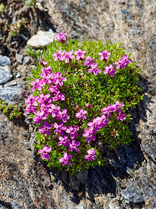 Silene acaulis subsp. bryoides (Caryophyllaceae)  - Silène fausse mousse Savoie [France] 19/07/2020 - 2780m