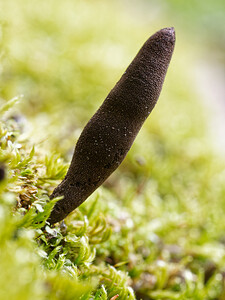 Xylaria polymorpha (Xylariaceae)  - Xylaire polymorphe, Doigt de Satan, Doigt du mort - Dead Man's Fingers Savoie [France] 14/07/2020 - 1080m