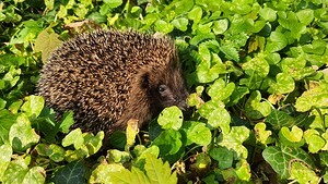 Erinaceus europaeus (Erinaceidae)  - Hérisson d'Europe - West European Hedgehog Nord [France] 28/04/2021 - 80m