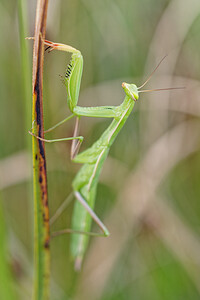 Mantis religiosa (Mantidae)  - Mante religieuse - Praying Mantis Savoie [France] 28/06/2022 - 370m