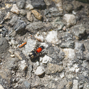 Mutilla europaea (Mutillidae)  - Large Velvet Ant Savoie [France] 29/06/2022 - 1090m