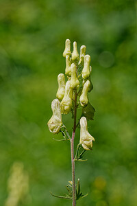 Aconitum lycoctonum subsp. vulparia (Ranunculaceae)  - Coqueluchon jaune Savoie [France] 06/07/2022 - 980m