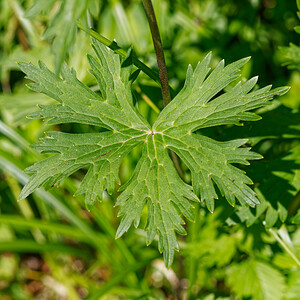 Aconitum lycoctonum subsp. vulparia (Ranunculaceae)  - Coqueluchon jaune Savoie [France] 06/07/2022 - 980m